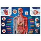 Q. CAB 200 PCS CORPO HUMANO GROW